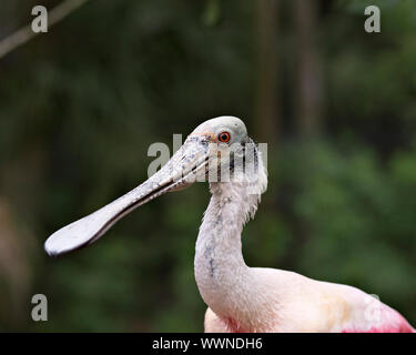 Roseate Spoonbill bird close up godendo le sue circostanti e l'ambiente. Foto Stock