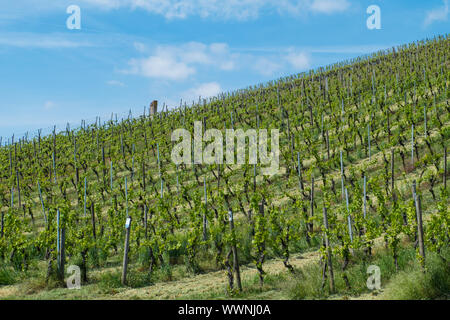 Vino della Franconia e i vigneti vicino a Volkach, bassa Franconia Foto Stock