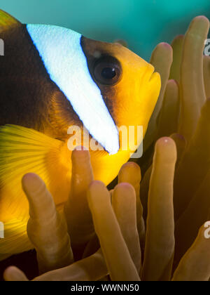 Mar Rosso clownfish Foto Stock