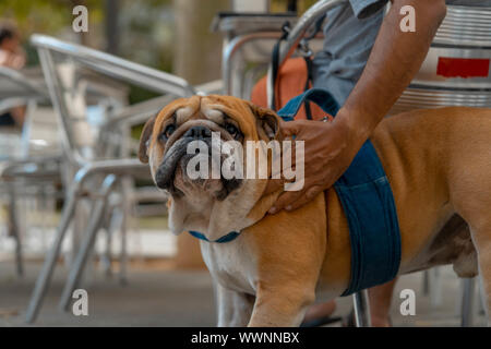 Bulldog Inglese a Spagnolo vecchia città guardare dritto verso la fotocamera e visualizzatore. In viaggio con il cane Foto Stock