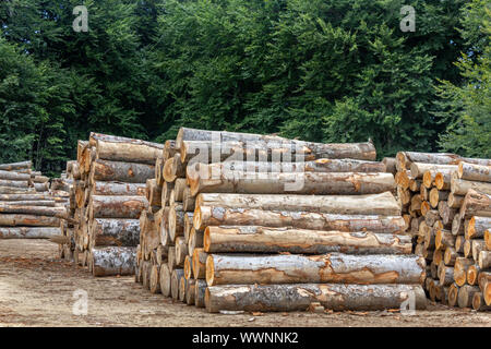 Gli alberi tagliati nella foresta. Ceppi di alberi in pila. La distruzione delle foreste Foto Stock