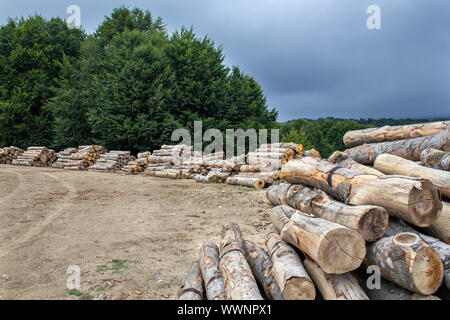 Gli alberi tagliati nella foresta. Ceppi di alberi in pila. La distruzione delle foreste Foto Stock