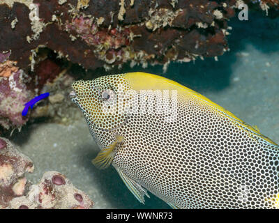 Marrone-spotted spinefoot Foto Stock