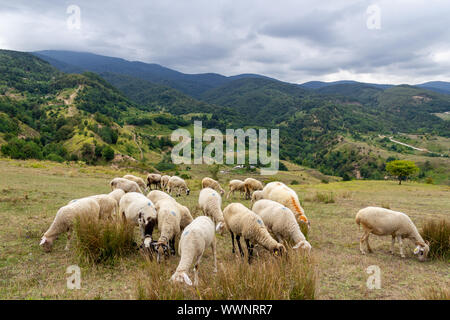 Pecore al pascolo. Le pecore nel prato e sulla montagna Foto Stock