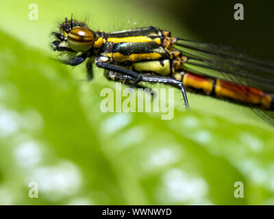 Rossi di grandi dimensioni (damselfly Pyrrhosoma nymphula) Foto Stock