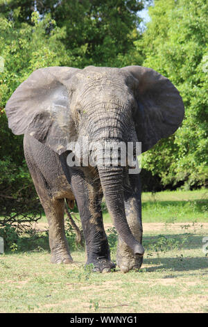 Bull elefante in Mole National Park, Regione settentrionale, Ghana Foto Stock