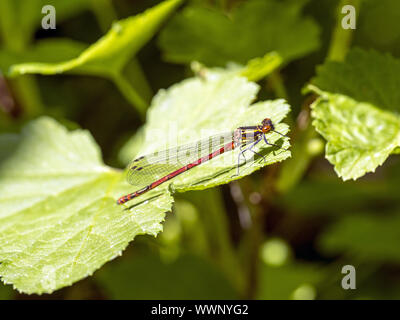 Rossi di grandi dimensioni (damselfly Pyrrhosoma nymphula) Foto Stock