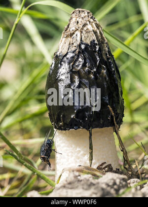 Stinkhorn comune Foto Stock