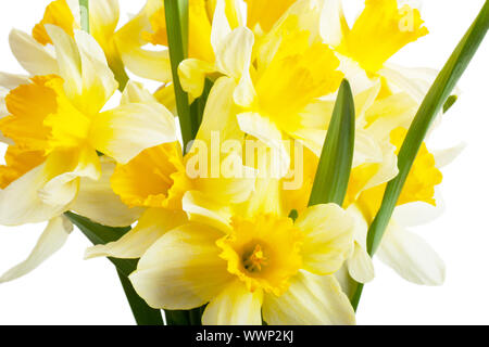 Un mazzo di narcisi isolato su bianco Foto Stock