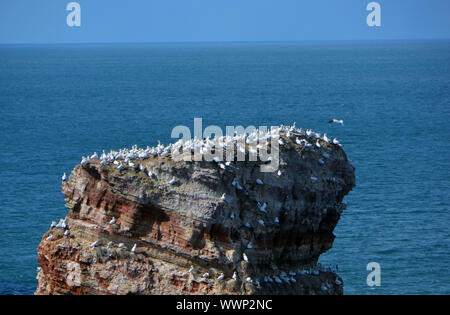 Helgoland, Deutschland. 07Th Sep, 2019. Vista della roccia autoportante ago "Lange Anna' nella parte occidentale del Mare del nord Isola di Helgoland - sulle scogliere di respirare e resto uaMeeresvogel della specie " Basstoelpel', registrati su 07.09.2019 | Utilizzo di credito in tutto il mondo: dpa/Alamy Live News Foto Stock