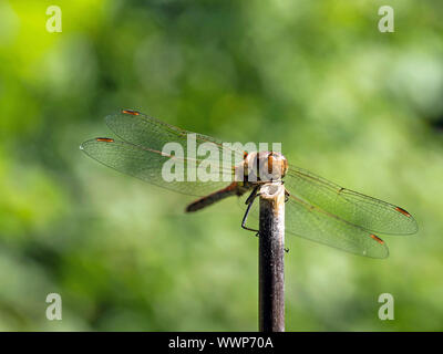 Vagrant darter Foto Stock