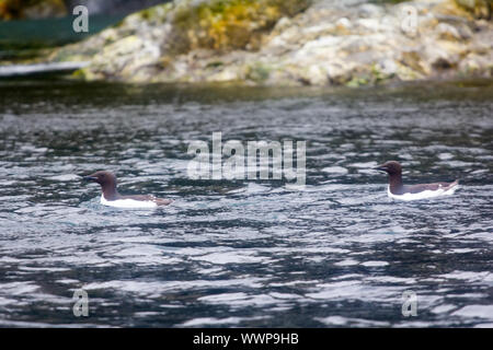 Due grosse di fatturato murres floating in mezzo a una spiaggia rocciosa Foto Stock