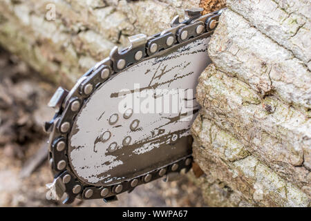 Dettaglio di una sega a nastro durante la segagione di un tronco di albero Foto Stock