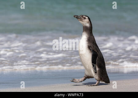 Magellanic Penguin; Spheniscus magellanicus, un bambino uccello camminando lungo la spiaggia, più deprimente Isola, Isole Falkland, Gennaio Foto Stock