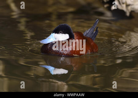 A testa nera Duck Foto Stock