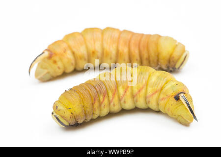 Due pilastri della falce-falce privata, Sphinx ligustri, che sono nella fase finale prima di marionare. Sfondo bianco. North Dorset Inghilterra Regno Unito GB Foto Stock