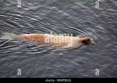 Atlantic trichechi nel mare di Barents Foto Stock