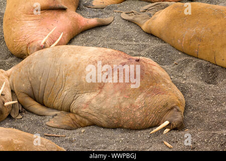 Atlantic trichechi dotato di trasmettitore satellitare Foto Stock