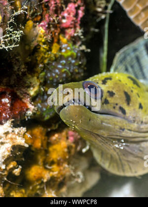 Fimbriated moray (Gymnothorax fimbriatus) Foto Stock