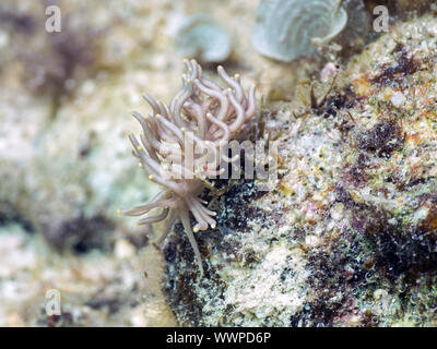 Phyllodesmium briareum Foto Stock