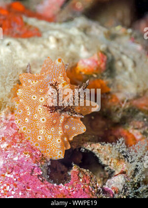 Dorid Nudibranch (Halgerda batangas) Foto Stock