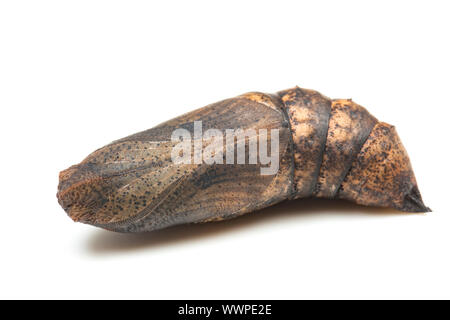 La pupa o crisalide, di un elefante hawk-moth, Deilephila elpenor, fotografato su uno sfondo bianco. Nord Inghilterra Dorset Regno Unito GB Foto Stock