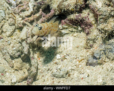 Orange Spotted ghiozzo Foto Stock