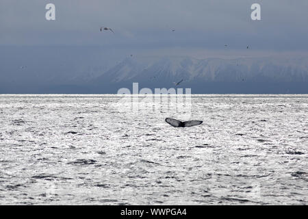 Coda di balena nelle acque al di fuori di Reykjavik, montagne sullo sfondo Foto Stock