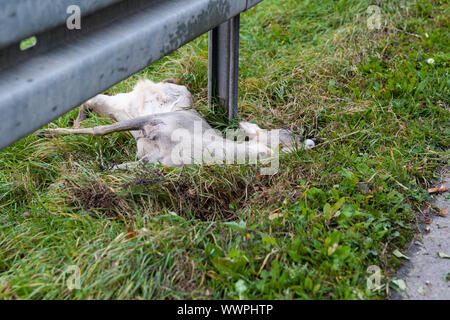 Incidente di fauna animale morto deer Foto Stock