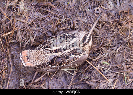 Snipe europea tra bog in primavera Foto Stock