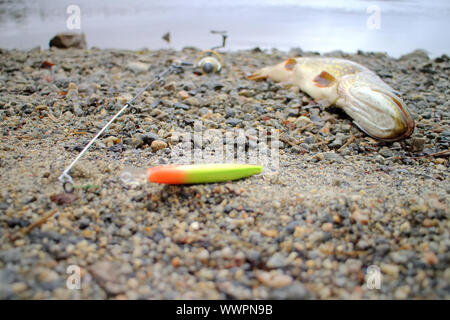 Ha perso vigore pike giace sulla riva poco profonda Foto Stock