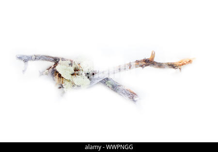 Pezzo incontaminato Morì di cause naturali tree Foto Stock