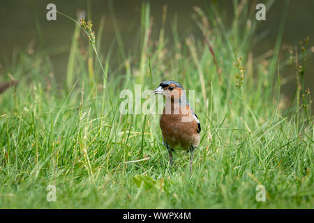 Un maschio (fringuello Fringilla coelebs) su un prato vicino a un lago in cerca di cibo Foto Stock