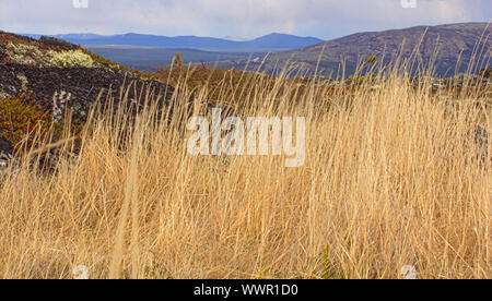 Erba secca oscilla nel vento. Simbolo di morire la natura in autunno Foto Stock