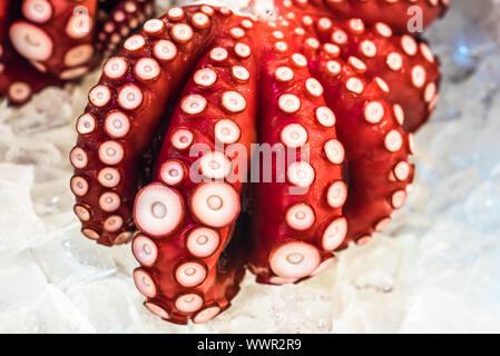 Red live octopus presso il mercato del pesce di Tsukiji, Tokyo, Giappone Foto Stock