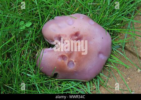 Un fungo Blewit con segni di morsi su di esso cresce in cantiere Foto Stock
