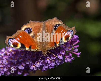 Farfalla pavone Foto Stock