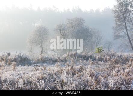 Bellissimo paesaggio con gelo autunnale di sunrise. Piante congelate sul prato selvatico e la calda luce del sole al mattino a freddo. Primi segni Foto Stock