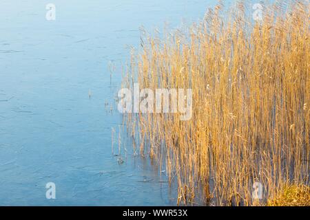 In prossimità delle lamelle appassiti sul lago ghiacciato di riva. Paesaggio senza sky. Foto Stock