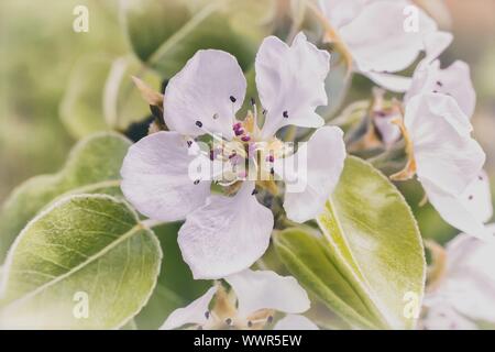 Il ramo di fioritura pera su uno sfondo di giardino verde. Foto Stock