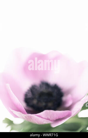 Studio di un rosa anemone coronaria su uno sfondo bianco. Lo spazio negativo per tipo e adatti per la stampa per la parete art. Cresciuto da una lampadina in primavera. Foto Stock