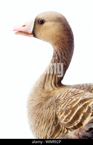 Ritratto di bianco-fronteggiata goose su sfondo bianco. Foto Stock