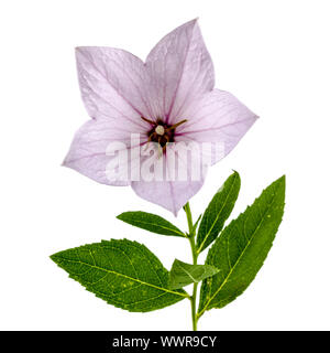 Fiore rosa di Platycodon (Platycodon grandiflorus) o campanule, isolato su sfondo bianco Foto Stock