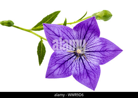 Fiore viola di Platycodon (Platycodon grandiflorus) o campanule, isolato su sfondo bianco Foto Stock