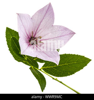 Fiore rosa di Platycodon (Platycodon grandiflorus) o campanule, isolato su sfondo bianco Foto Stock