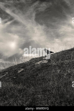 Il canto di un uccello, Corvid, camminando verso il basso di una collina nel Somerset. Foto Stock