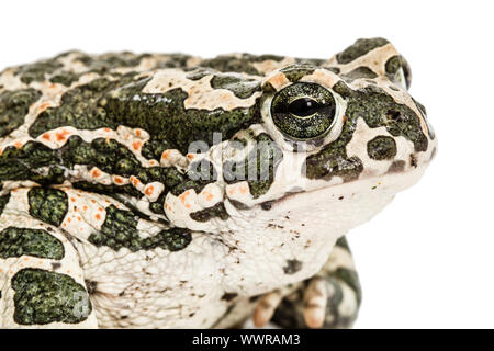 Rospo verde, lat. Bufo viridis, isolato su sfondo bianco Foto Stock