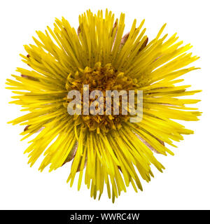 Coltsfoot, foalfoot, horsefoot (Tussilago farfara) Foto Stock