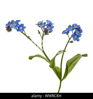 Luce fiori blu di dimenticare-me-non (Myosotis arvense), isolati su sfondo bianco Foto Stock