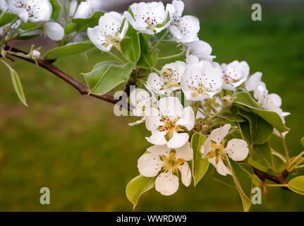 Il ramo di fioritura pera su uno sfondo di giardino verde. Foto Stock